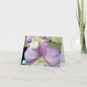 Orquídea branca e roxa delicada em um Cartões de a