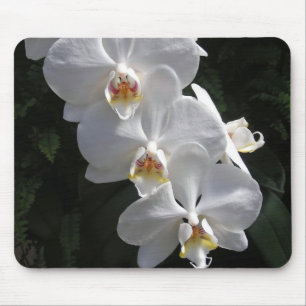 Orquídea branca Mousepad