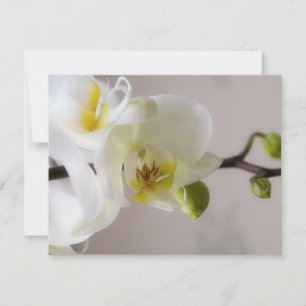 Orquídea Branca ・ RSVP de Convite de Casamento