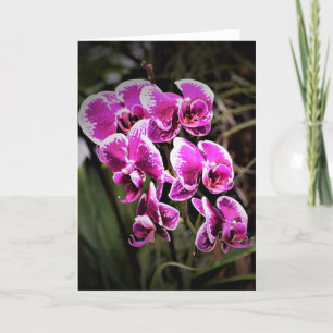 Orquídea, cartão