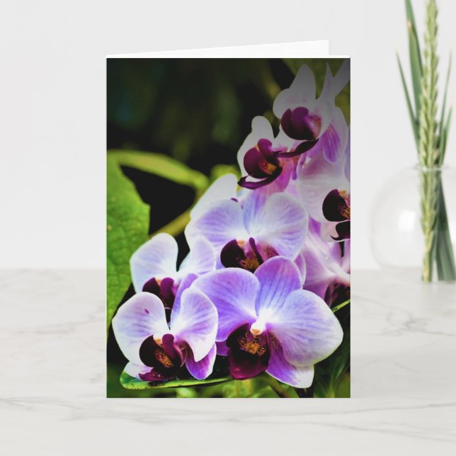 Orquídea, cartão (Frente)