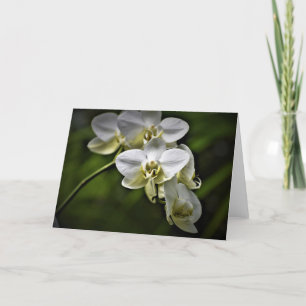 Orquídea, cartão