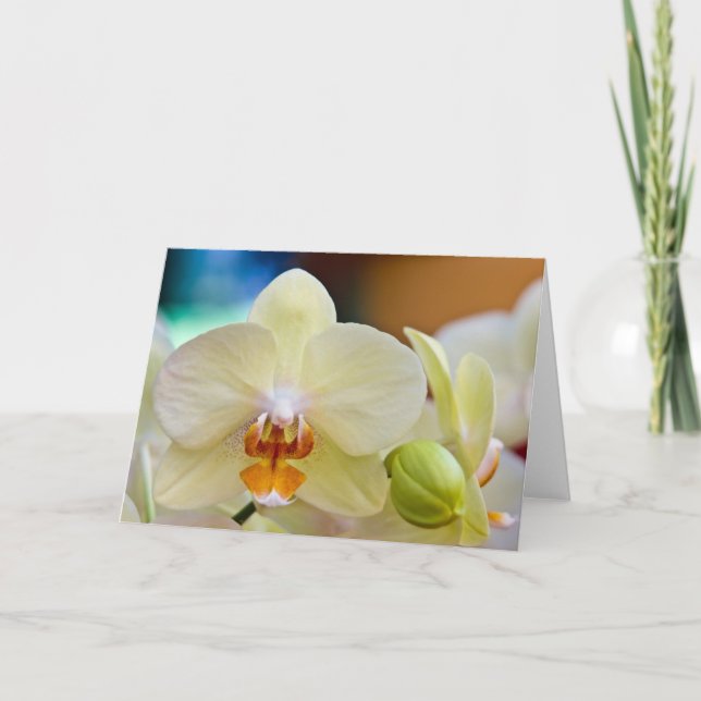 Orquídea • Cartão (Frente)