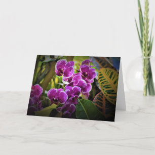 Orquídea, cartão