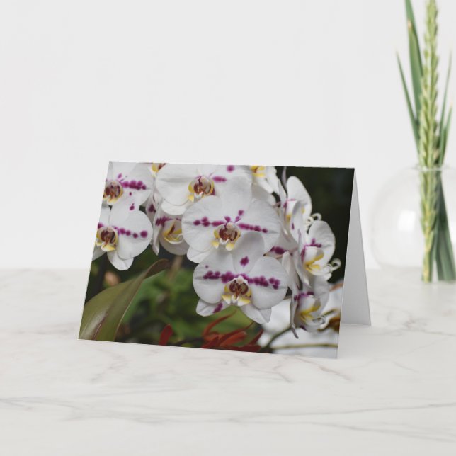 Orquídea, cartão (Frente)