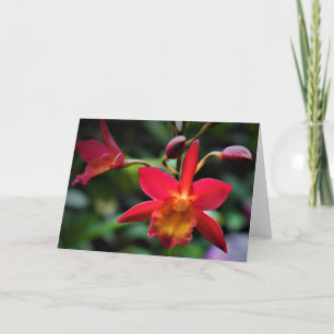 Orquídea, cartão
