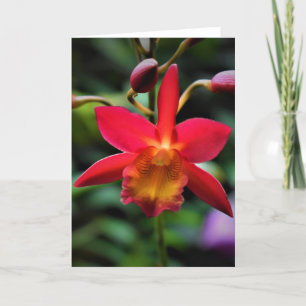 Orquídea, cartão
