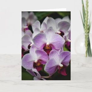 Orquídea, cartão