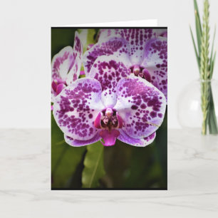 Orquídea, cartão