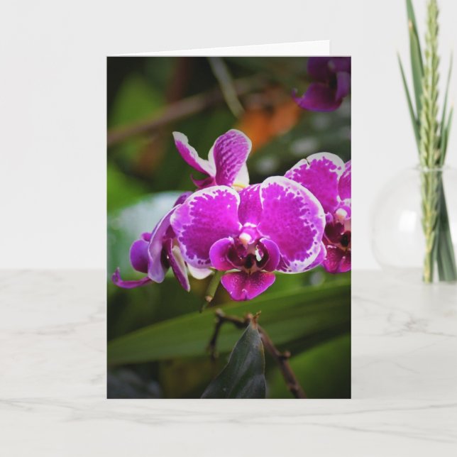 Orquídea, cartão (Frente)