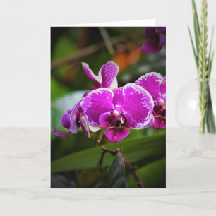 Orquídea, cartão