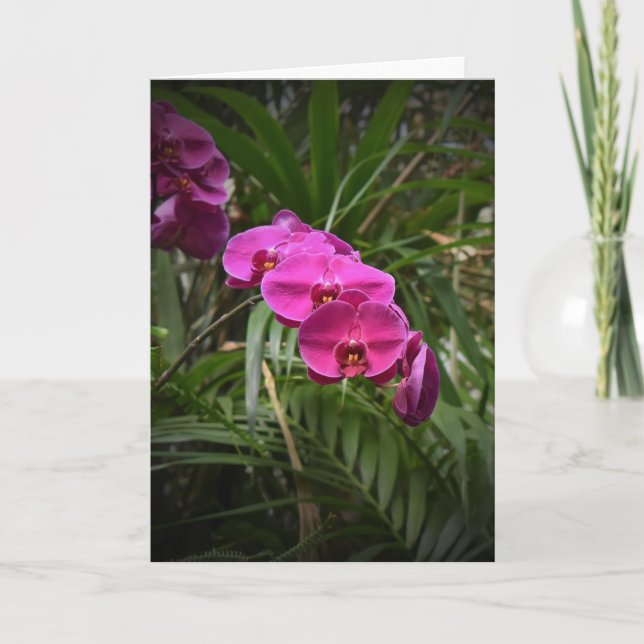 Orquídea, cartão (Frente)