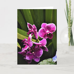 Orquídea, cartão