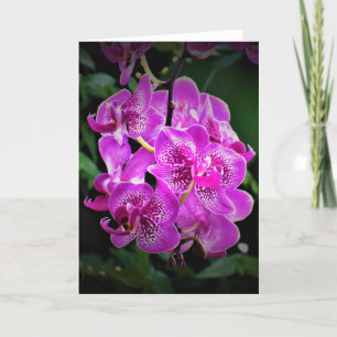 Orquídea, cartão