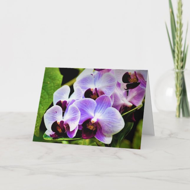 Orquídea, cartão (Frente)