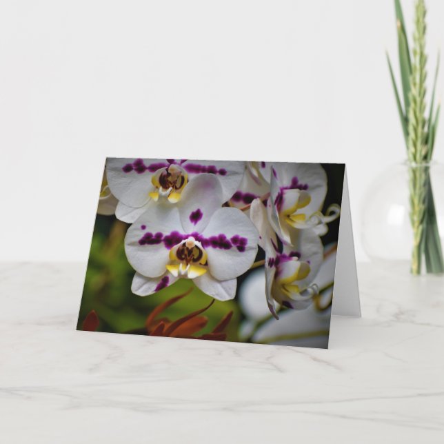 Orquídea, cartão (Frente)