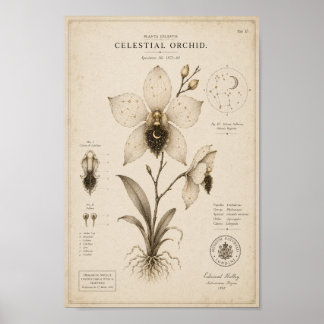 Orquídea Celestial Impressão do Museu Botânico Vit