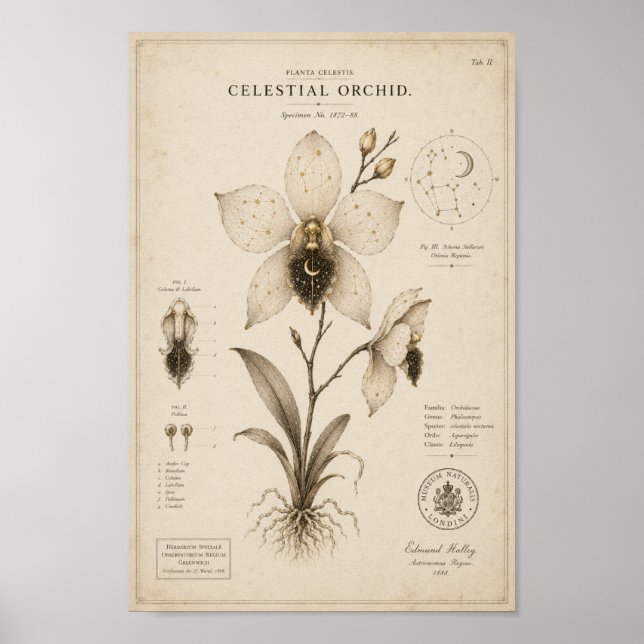 Orquídea Celestial Impressão do Museu Botânico Vit (Frente)