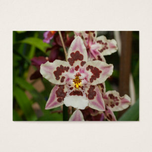 Orquídea de Phalaenopse Multicolorida Incrível