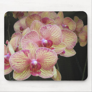 Orquídea de traça cor-de-rosa e amarela Mousepad