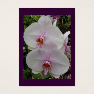 Orquídea - flor cor-de-rosa (2:3 de Colossians)