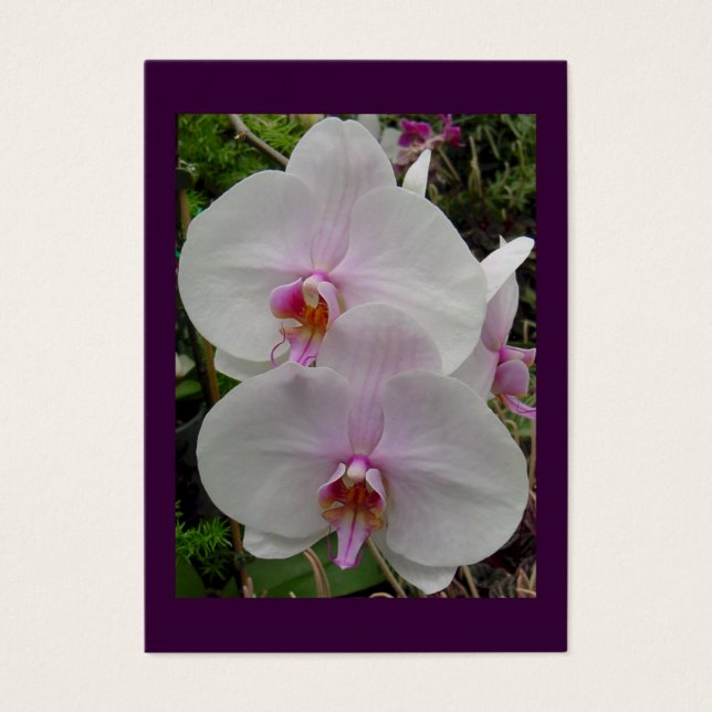 Orquídea - Flor Rosa (Colossianos 2:3) (Frente)