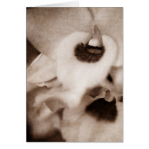 Orquídea gótica - Cartão