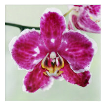 Orquídea Rosa