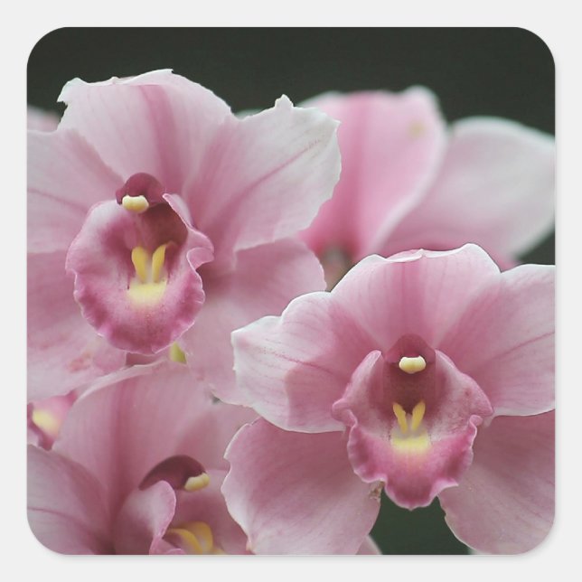 orquídea rosa fecha autocolantes quadrados (Frente)