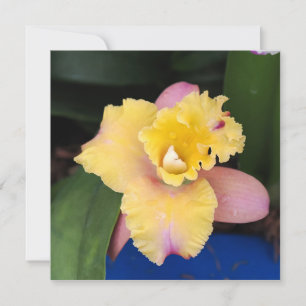 Orquídea rosa pastel e amarela
