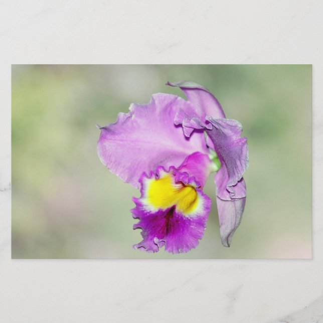 Orquídea tocada por Deus pela mãe (Frente)