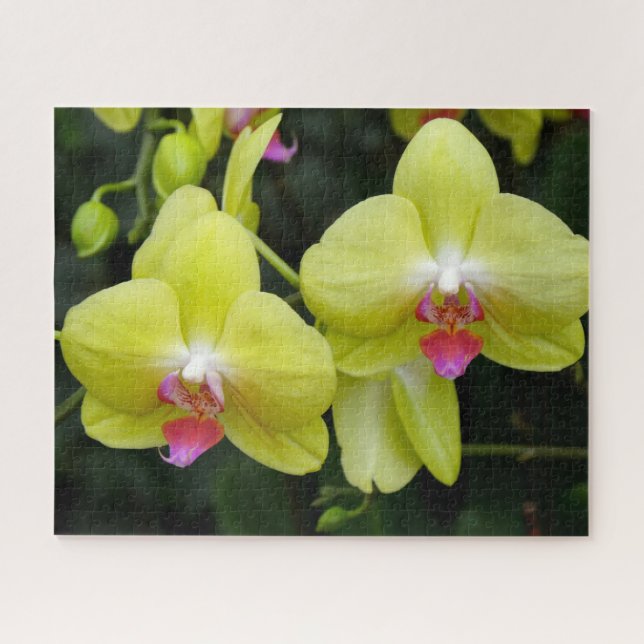 Orquídeas Amarelas - Quebra-cabeça (Horizontal)