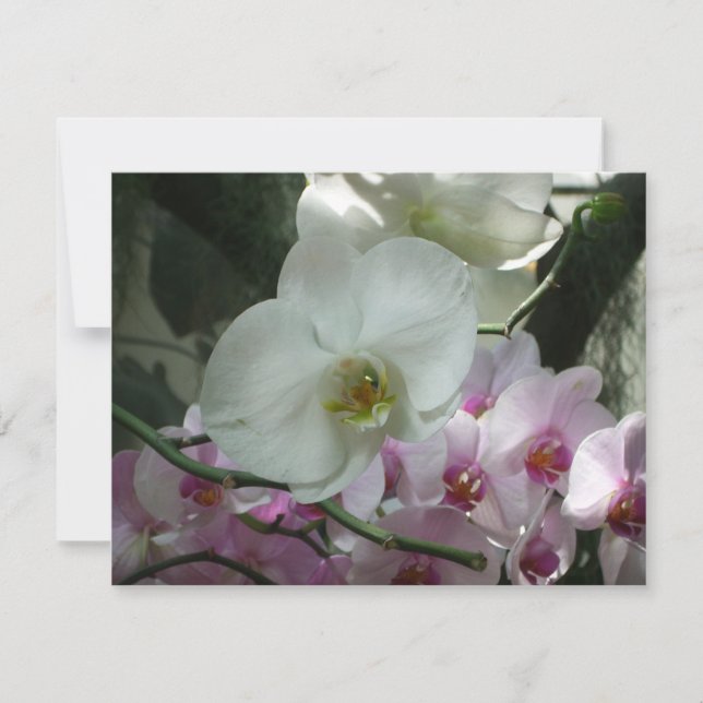 Orquídeas brancas e roxas (Frente)