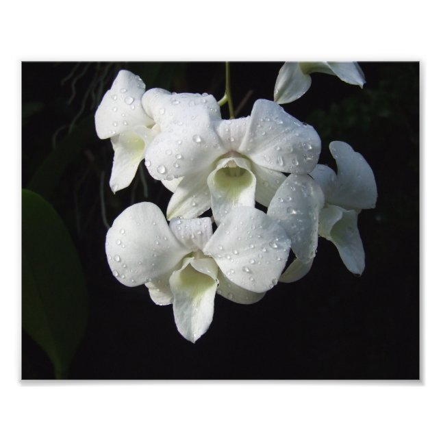 Orquídeas brancas, Impressão de fotos de 10" x 8" (Frente)
