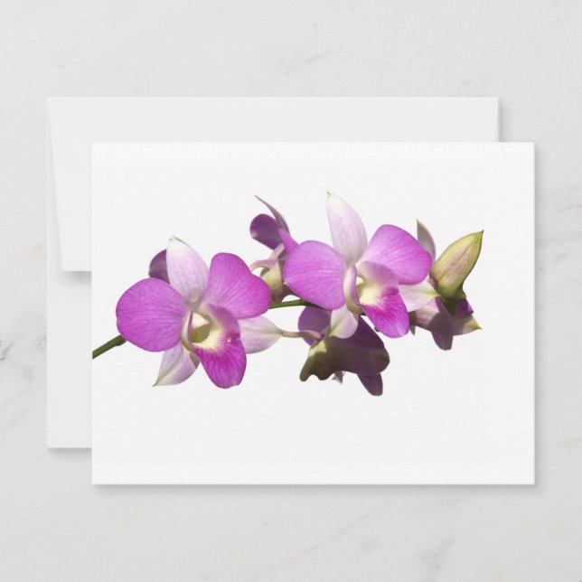 Orquídeas cor-de-rosa (Frente)