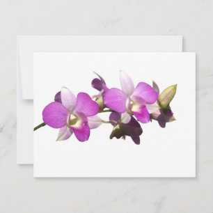 Orquídeas cor-de-rosa