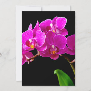 Orquídeas de Flor Dendrobiana Rosa Quente Modelo