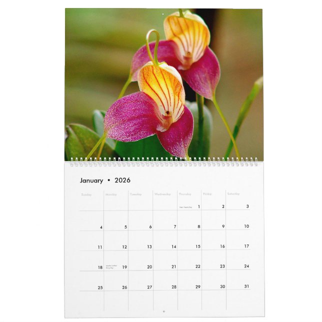 Orquídeas do calendário 2014 de Colômbia (Jan 2026)