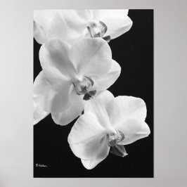 Orquídeas em Poster preto e branco, 24X33,6