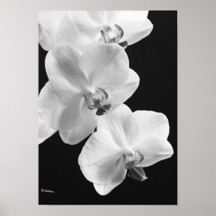 Orquídeas em Poster preto e branco, 24X33,6
