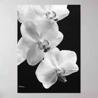 Orquídeas em Poster preto e branco, 24X33,6