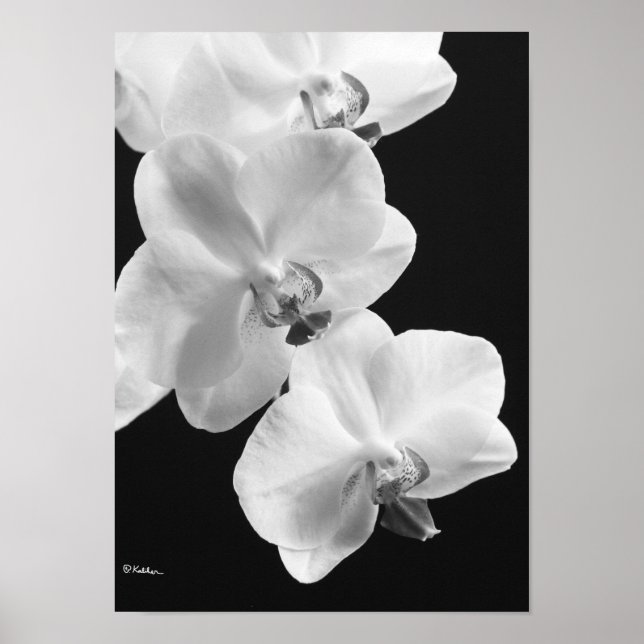 Orquídeas em Poster preto e branco, 24X33,6 (Frente)