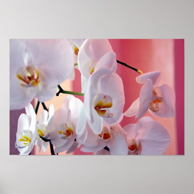 Orquídeas Havaianas Número Quatro Poster (Frente)
