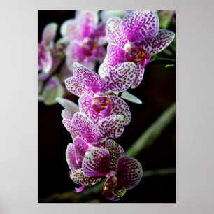 Orquídeas no poster roxo