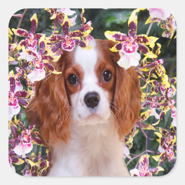 Orquídeas Oncidium Cavalier King Charles Adesivos (Frente)