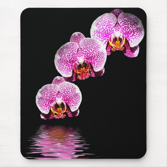 Orquídeas Phalaenopsis Roxas Reflexões Mousepad (Frente)