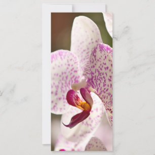 Orquídeas por Shirley Taylor