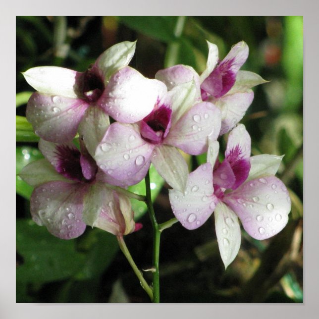 Orquídeas poster (Frente)