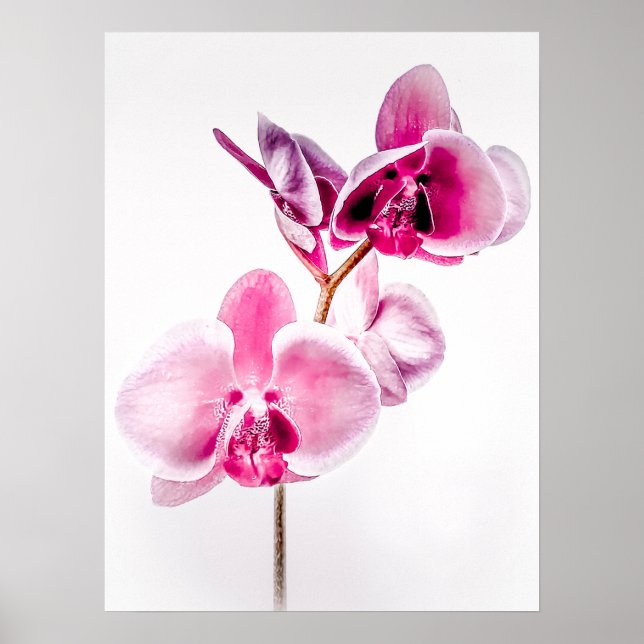Orquídeas Poster para download (Frente)