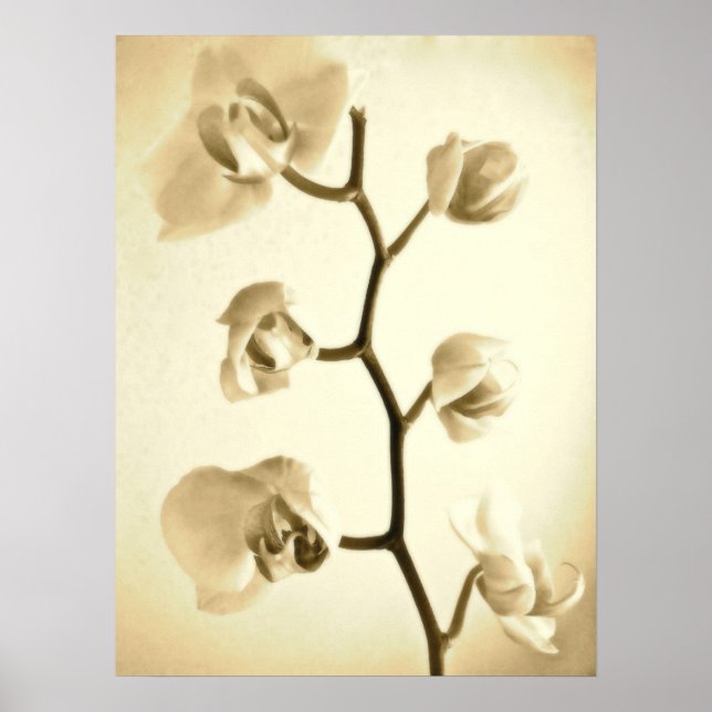 Orquídeas {Sepia} | POSTER (Frente)